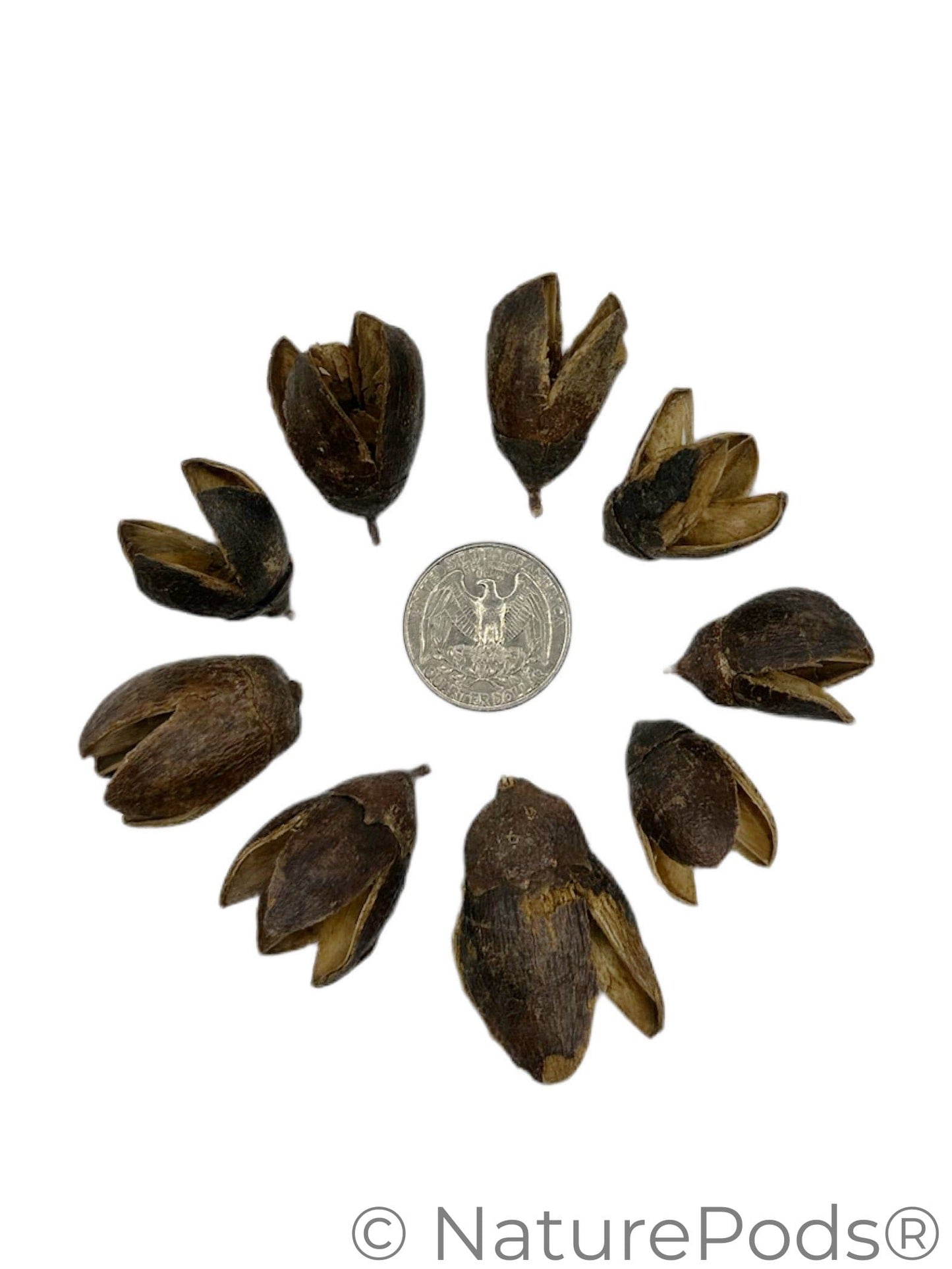 Natural Bakuli Pods (Lagerstroemia parviflora)