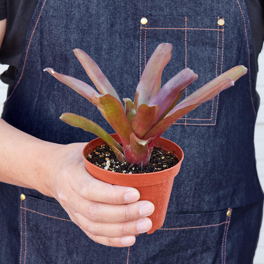 Fireball Bromeliad (Neoregelia 'Fireball')