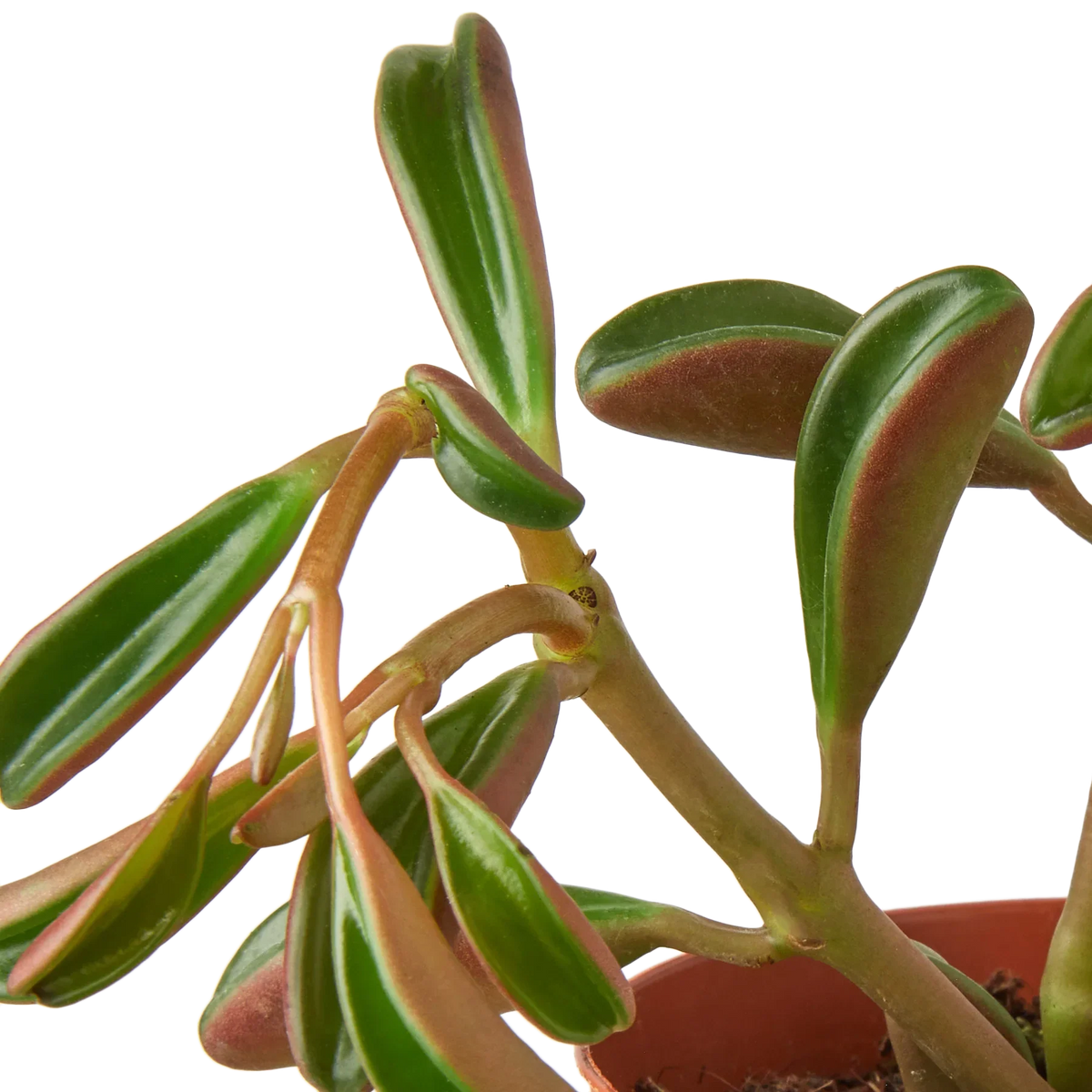 Ruby Glow Peperomia (Peperomia graveolens)
