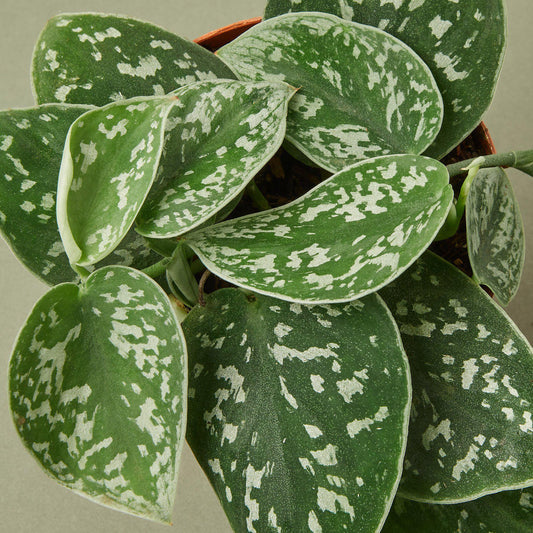 Satin Pothos / Silver Vine (Scindapsus pictus 'Argyraeus')