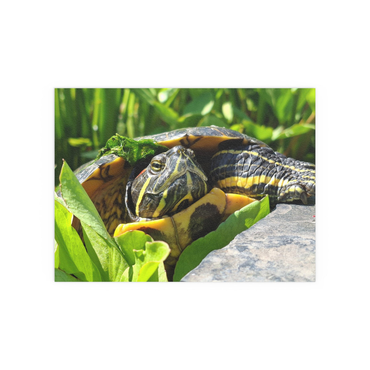 "Basking Beauty" Red-Eared Slider Premium Art Poster