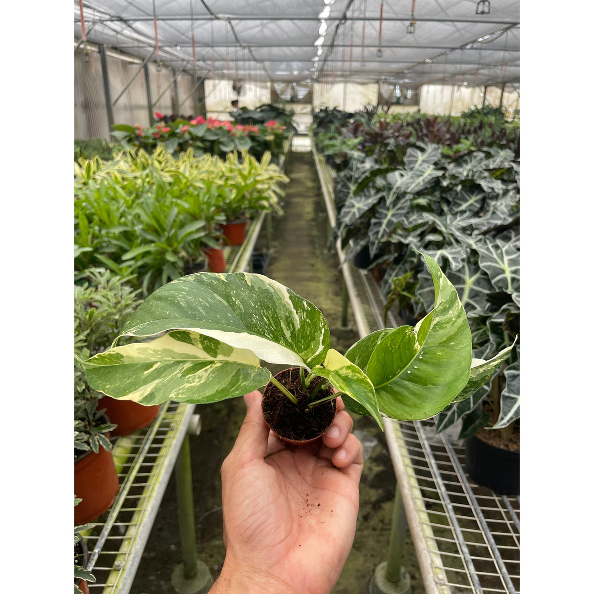Albo-Variegata Pothos (Epipremnum pinnatum 'Albo-Variegata')