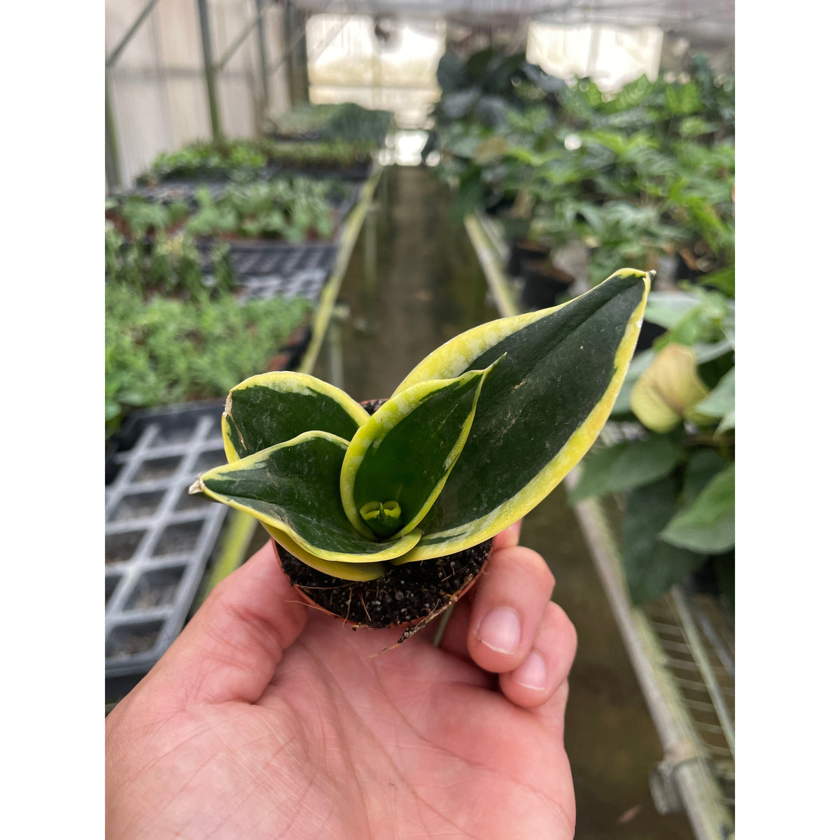 Snake Plant 'Black Gold' (Sansevieria trifasciata 'Black Gold' / Dracaena trifasciata)