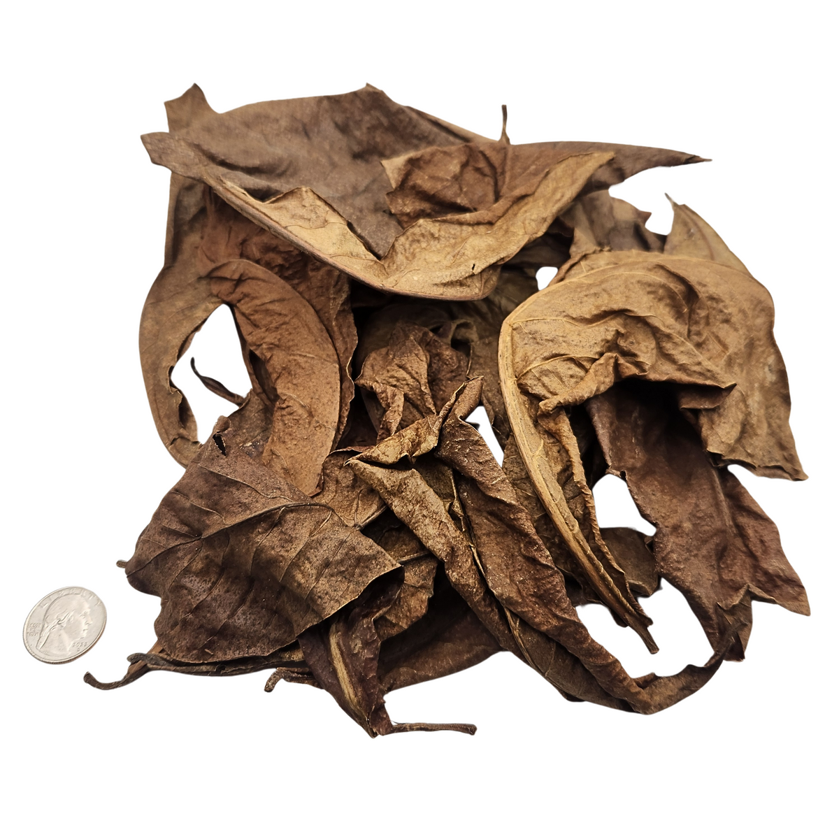 Peruvian Almendra Leaf Litter (Terminalia catappa) 1 oz Bag