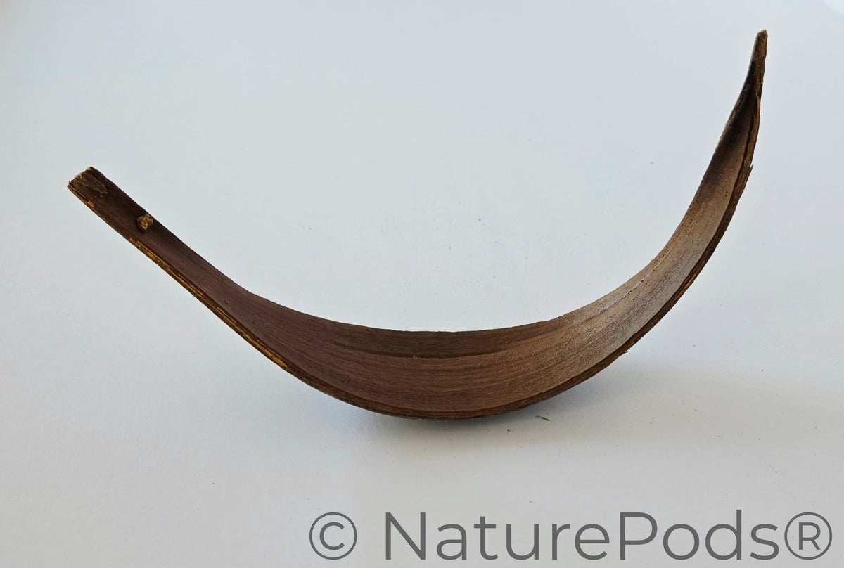 Natural Dried Coconut Palm Frond Paddles (Cocos nucifera) 3 Count