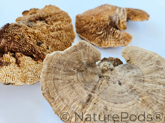 Natural Dried Sponge Mushroom Caps (Daedalea quercina)