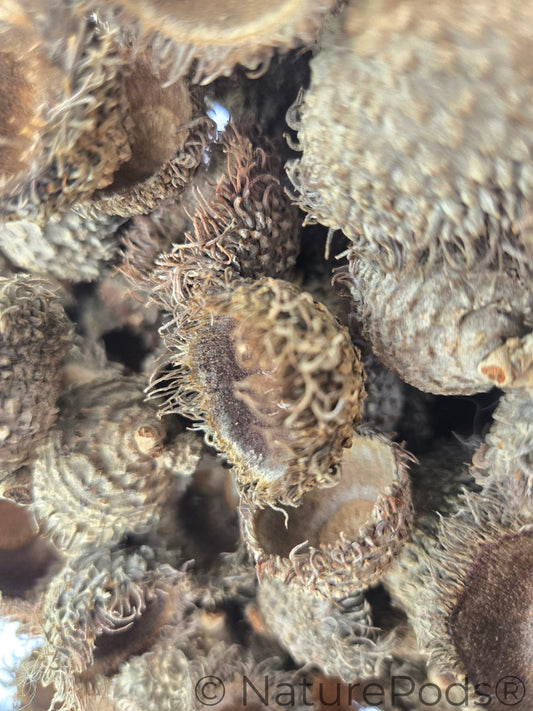 Natural Assorted Oak Acorn Caps (Quercus macrocarpa & Quercus acutissima) 7 Count
