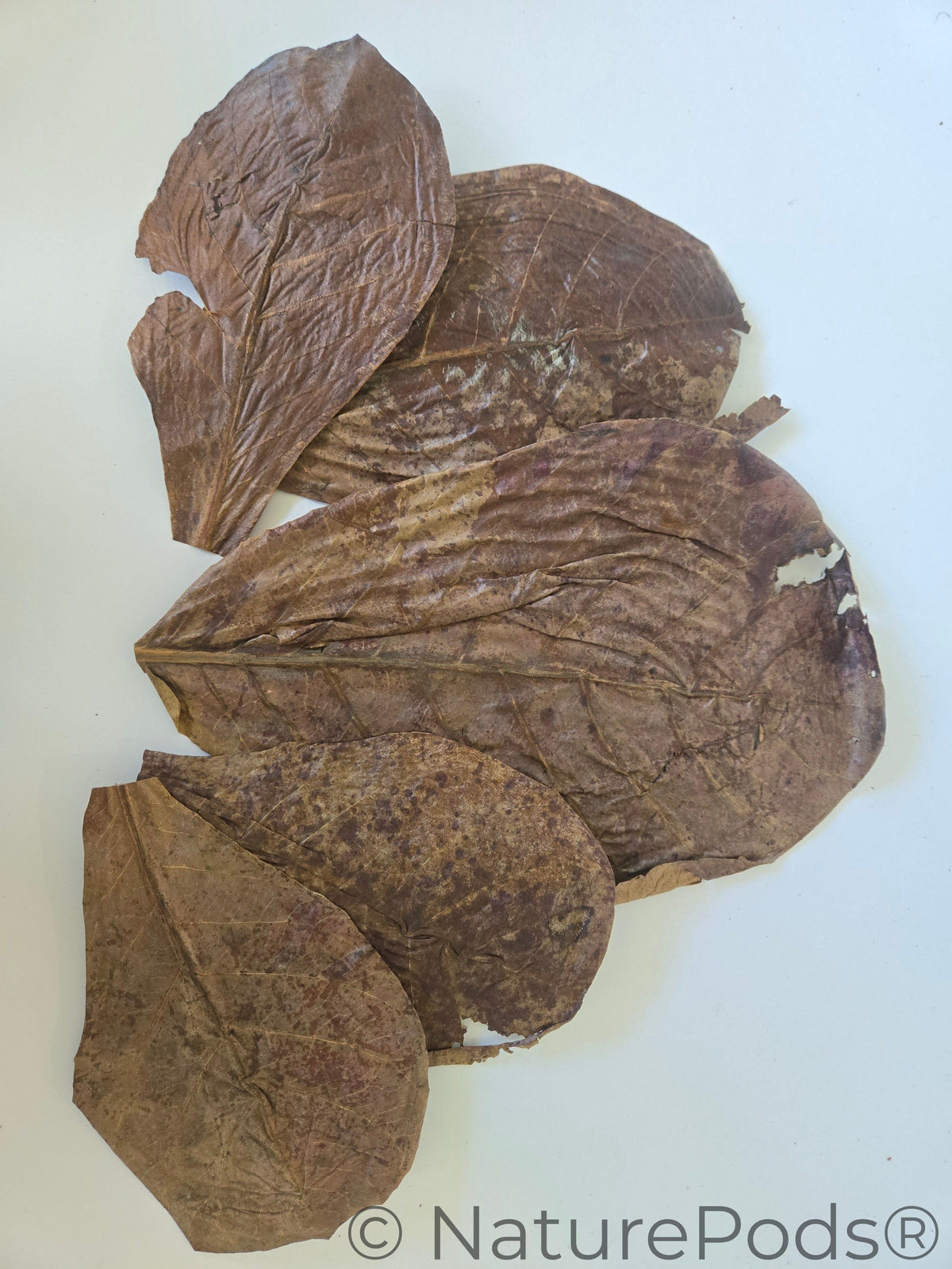 Indian Almond Catappa Leaves (Terminalia catappa) 25 Count