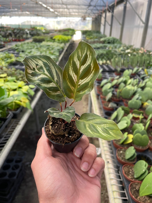 Peacock Plant (Goeppertia makoyana / Calathea 'Makoyana')