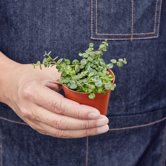 String of Turtles (Peperomia prostrata)