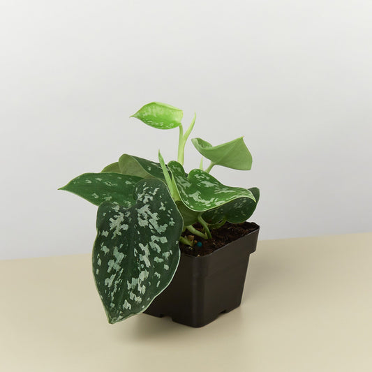 Satin Pothos / Silver Vine (Scindapsus pictus 'Argyraeus')