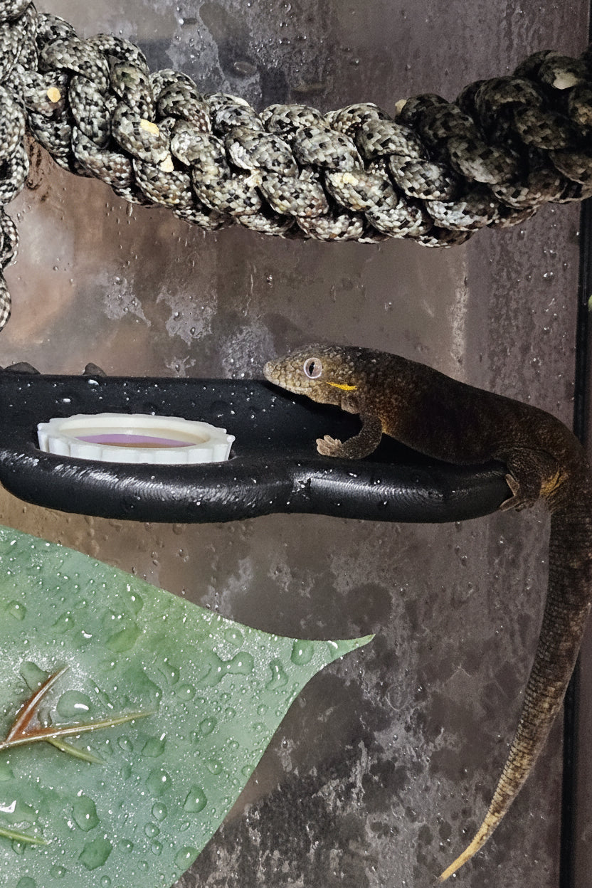 The Complete Deluxe Bioactive New Caledonian Gecko Habitat Bundle