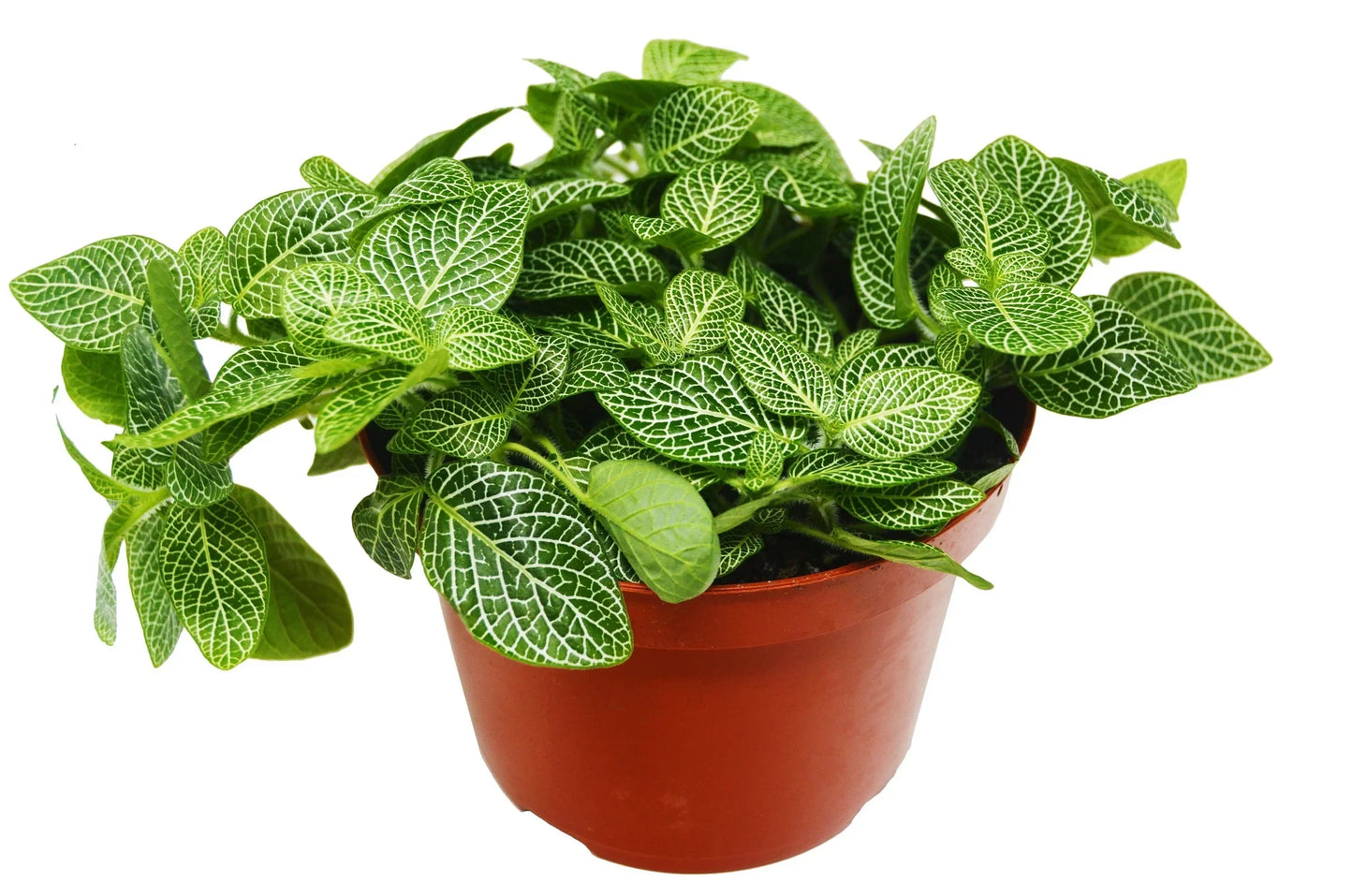 White Nerve Plant (Fittonia albivenis)