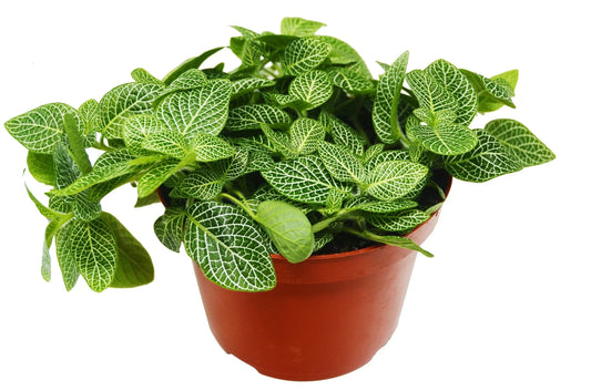 White Nerve Plant (Fittonia albivenis)