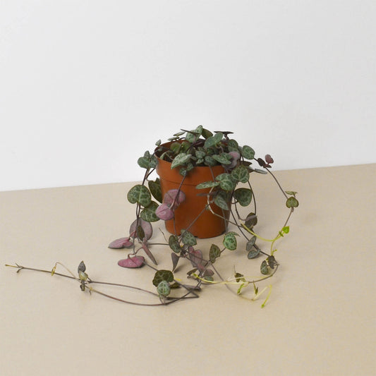 String of Hearts (Ceropegia woodii)