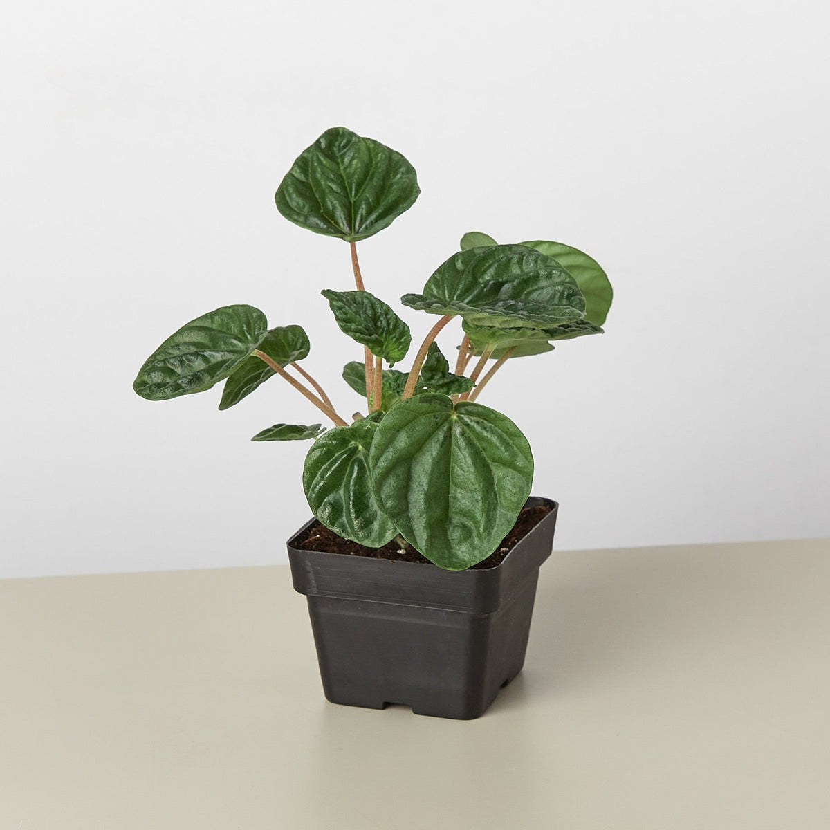 Ripple Peperomia (Peperomia caperata)