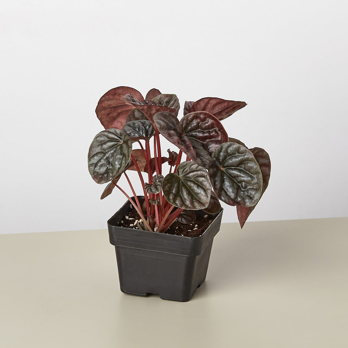 Red Ripple Peperomia (Peperomia 'Ripple Red')