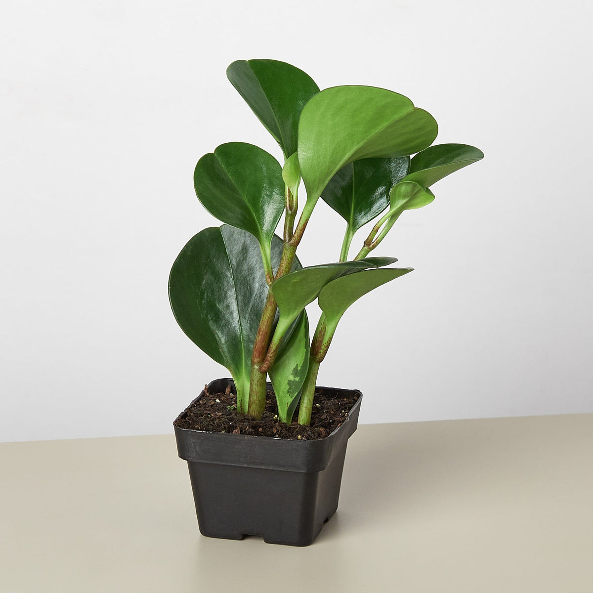 Peperomia 'Thailand' (Peperomia obtusifolia 'Thailand')