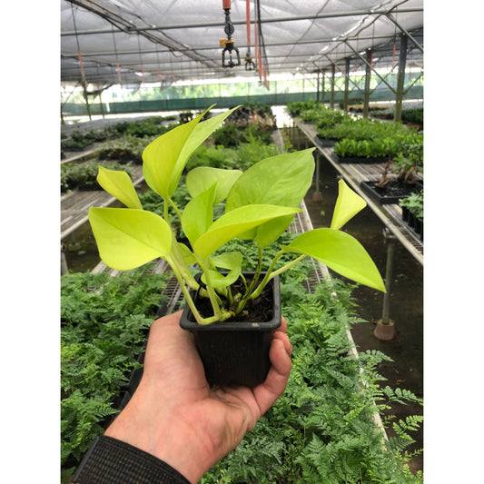 Neon Pothos (Epipremnum aureum / Epipremnum pinnatum 'Neon')