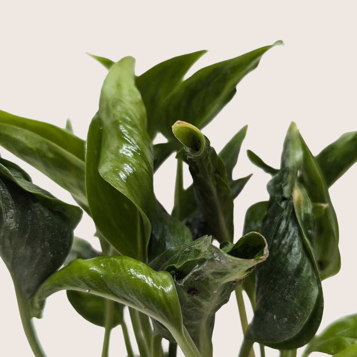 Shangri La Pothos (Epipremnum aureum 'Shangri La')
