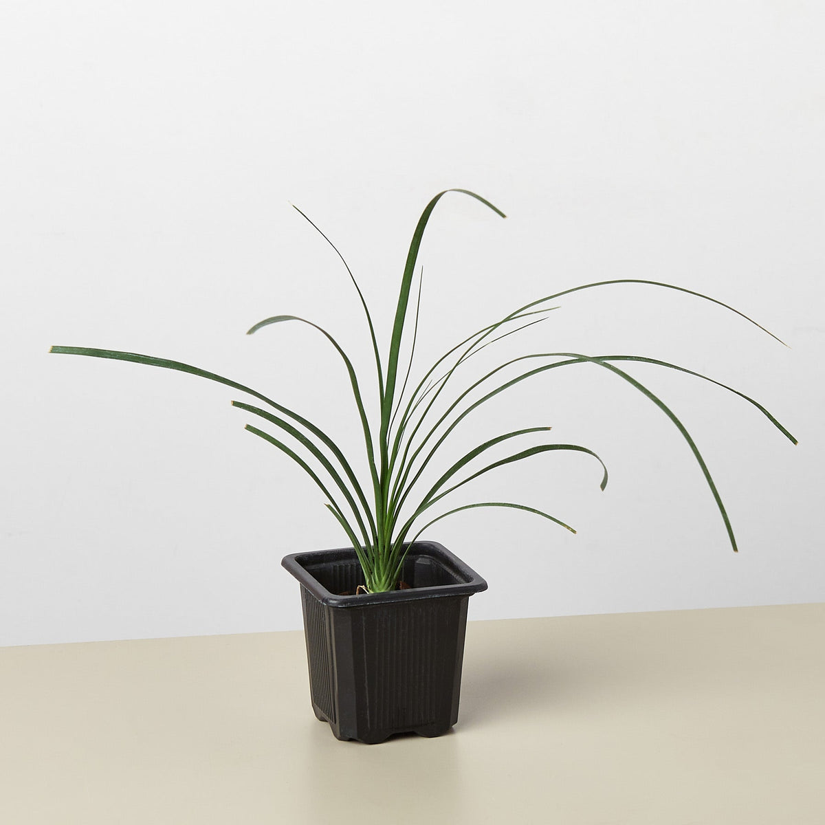 Ponytail Palm (Beaucarnea recurvata)