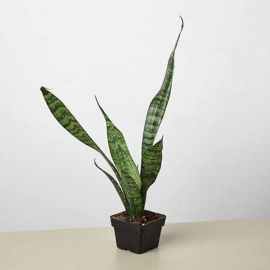 Snake Plant 'Zeylanica' (Sansevieria trifasciata / Dracaena trifasciata)