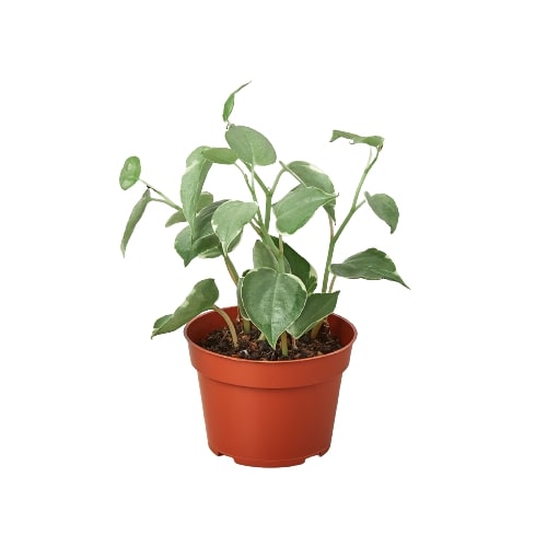 Cupid Peperomia (Peperomia nitida)