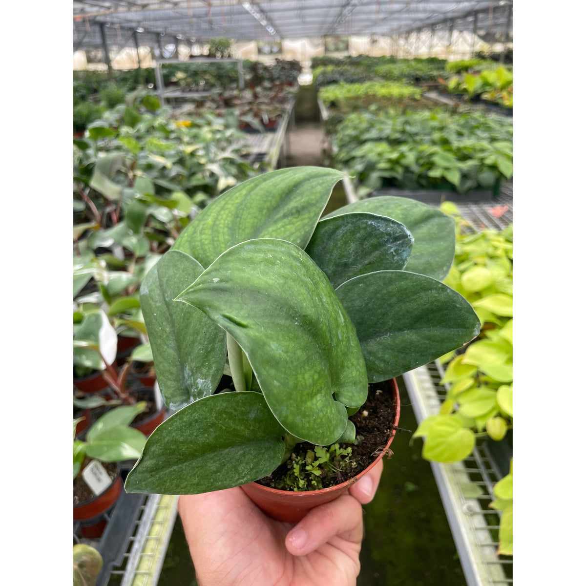 Jade Satin Pothos (Scindapsus pictus 'Jade Satin')