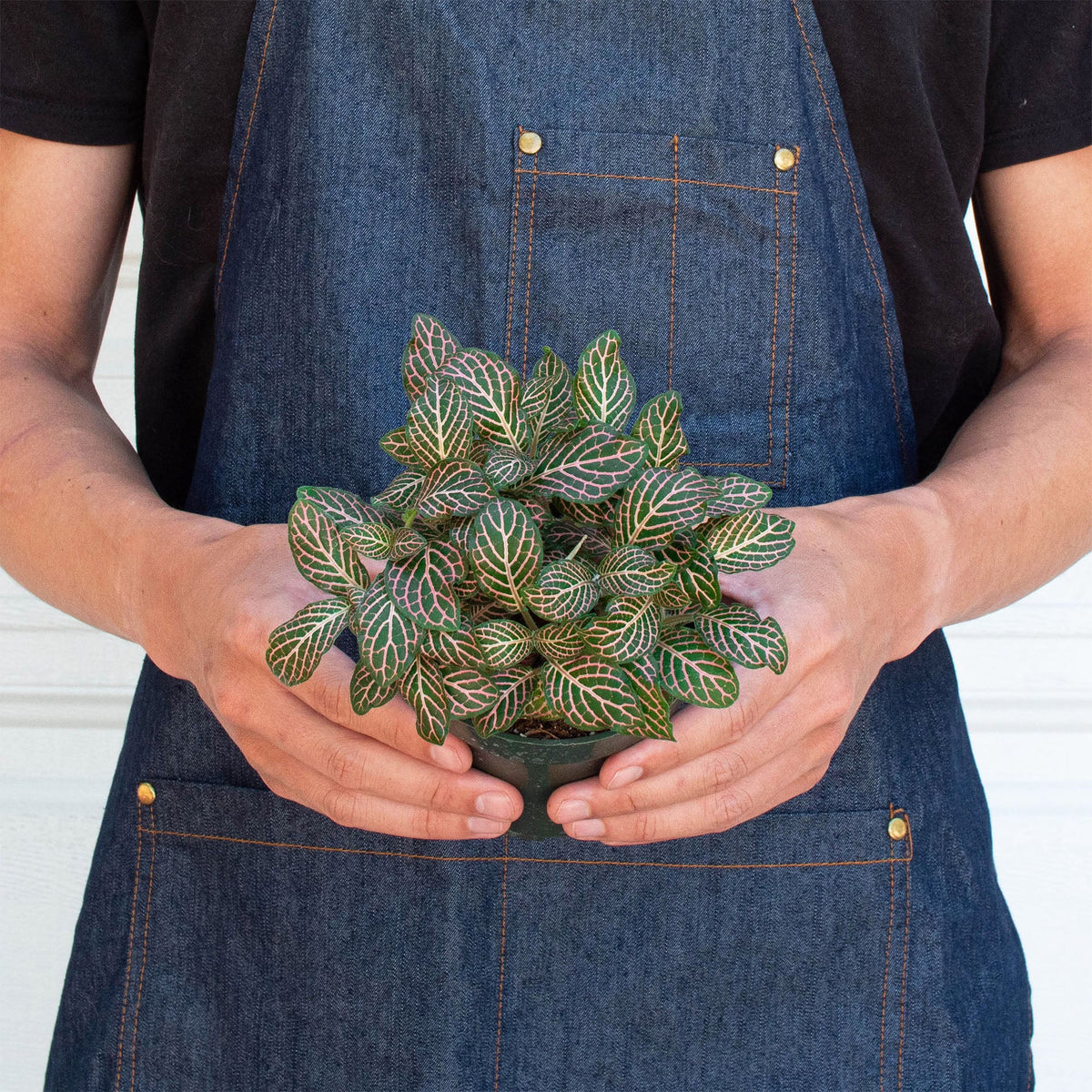 Pink Nerve Plant (Fittonia albivenis 'Pink')