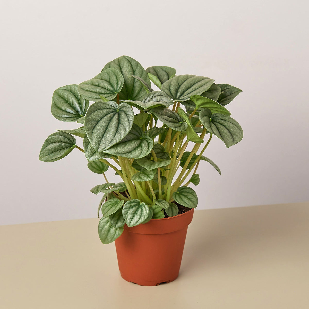 Frost Peperomia (Peperomia griseoargentea)