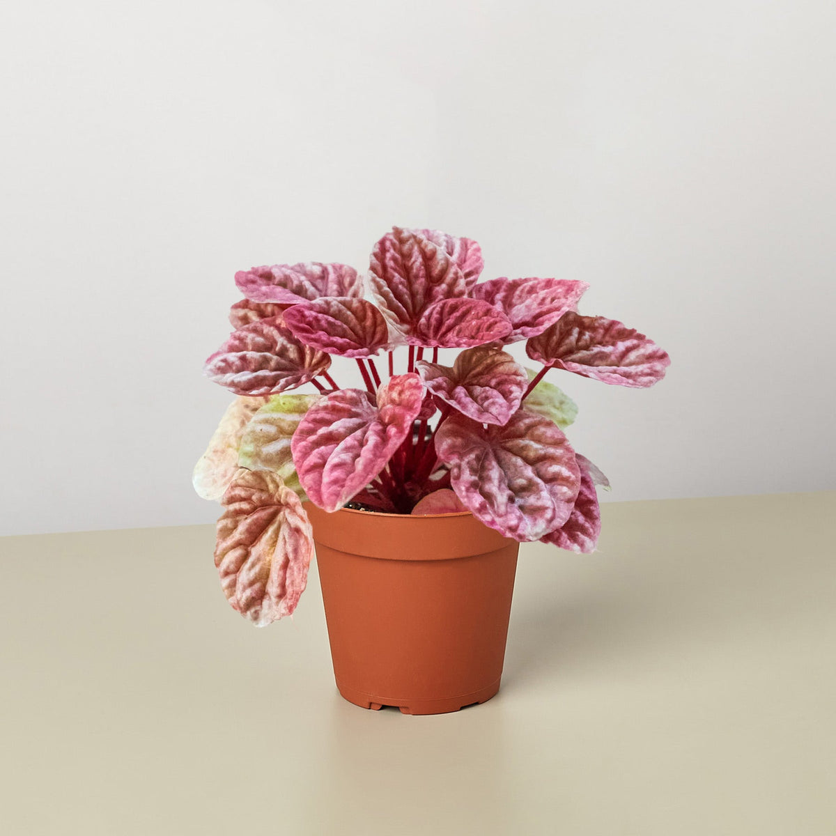 Quito Peperomia (Peperomia caperata 'Quito')