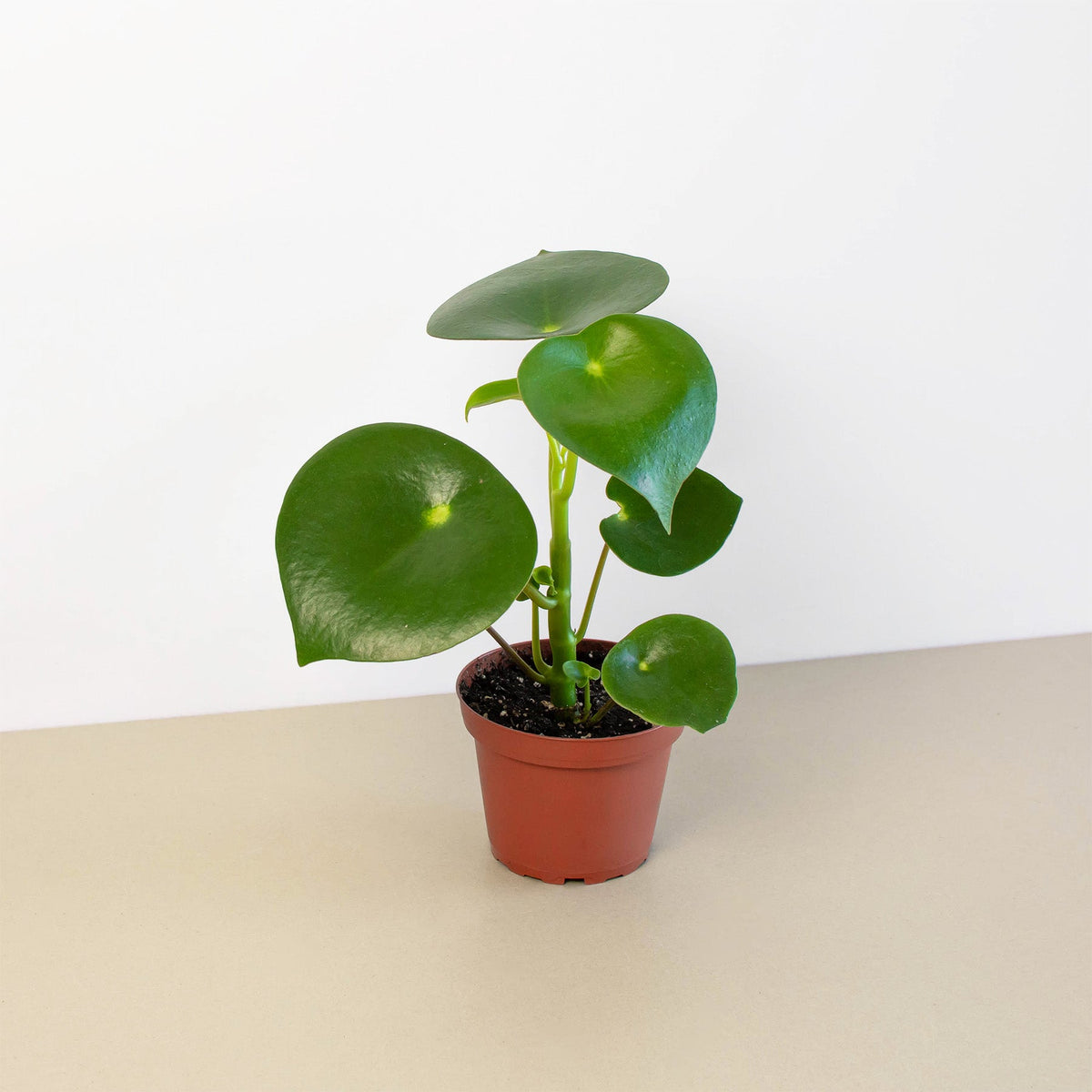 Raindrop Peperomia (Peperomia polybotrya)