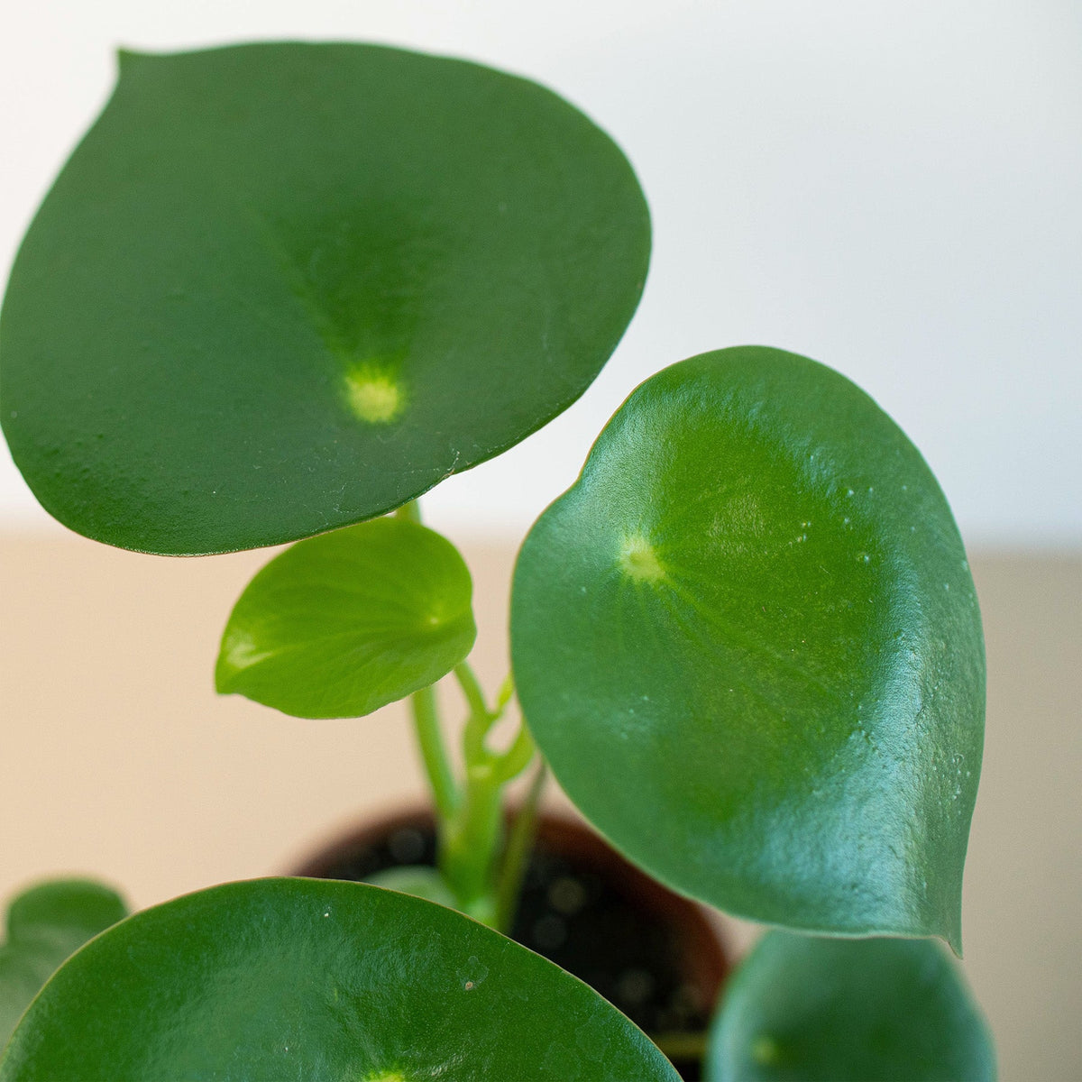 Raindrop Peperomia (Peperomia polybotrya)