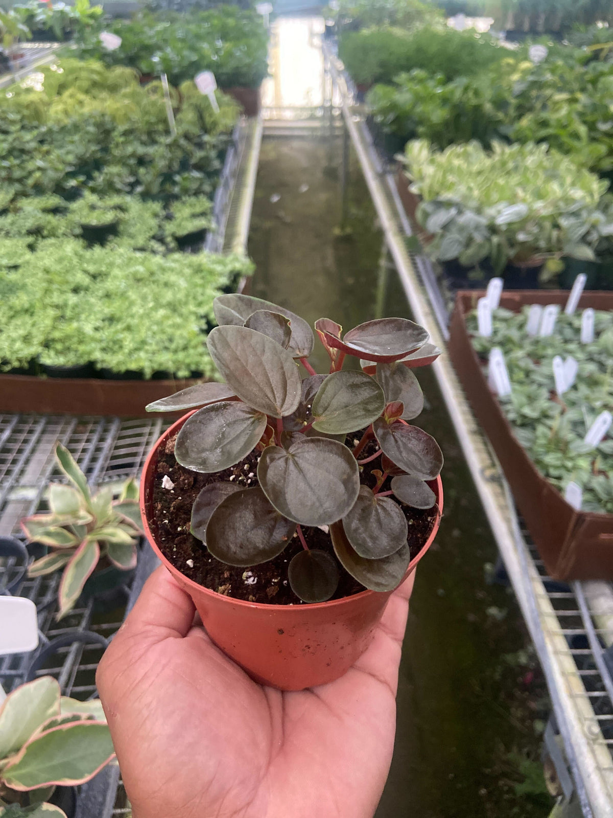 Peperomia Rugosa (Peperomia rugosa)