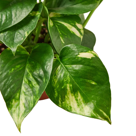 Golden Pothos Variegated (Epipremnum aureum)