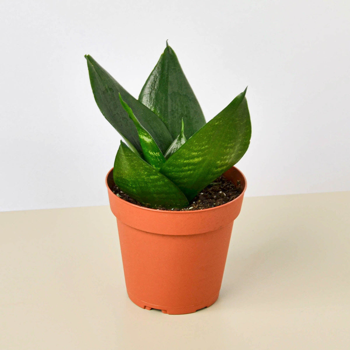 Snake Plant 'Jade' (Sansevieria trifasciata 'Jade' / Dracaena trifasciata)