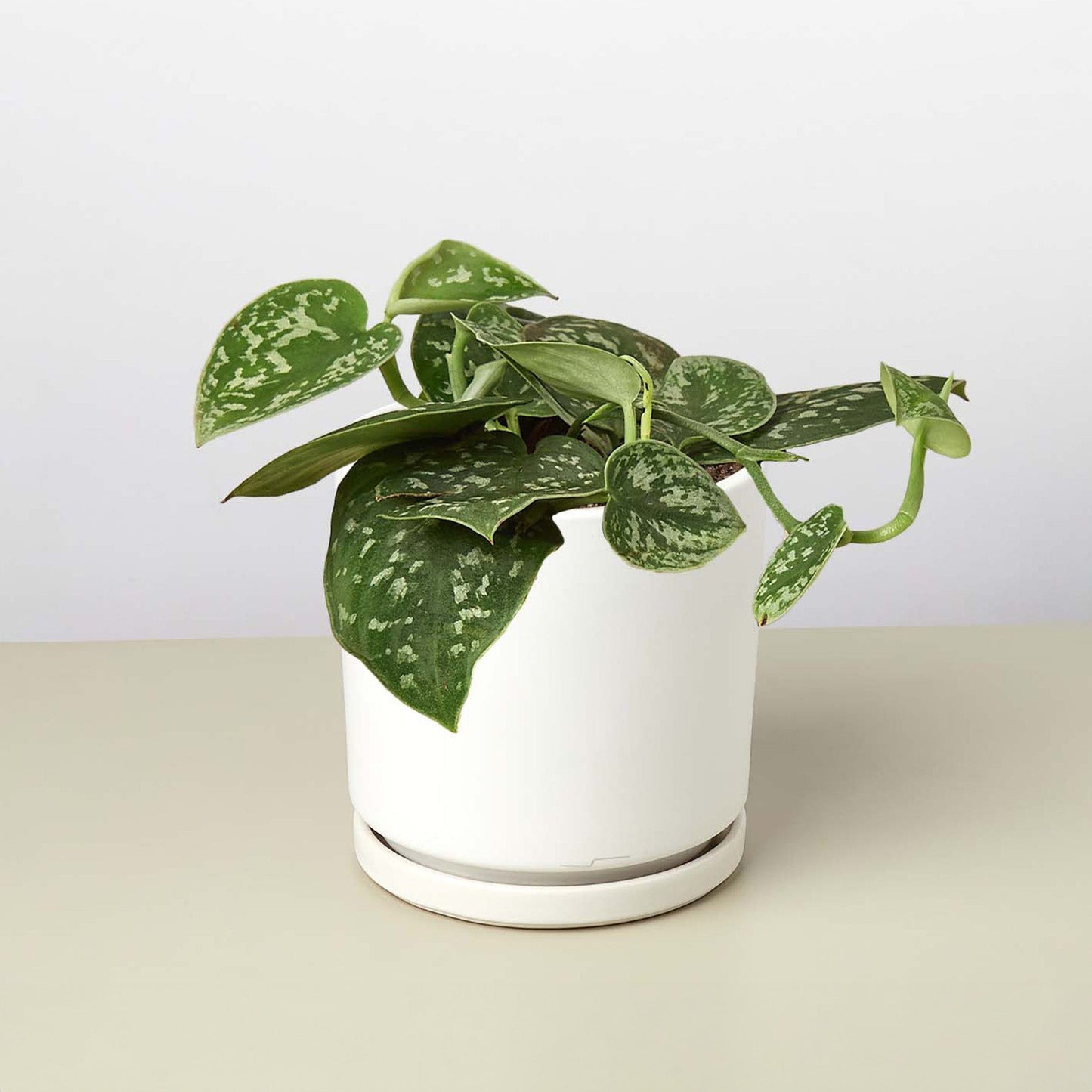 Satin Pothos / Silver Vine (Scindapsus pictus 'Argyraeus')