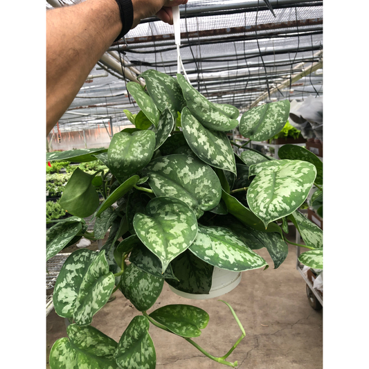 Exotica Satin Pothos (Scindapsus pictus 'Exotica')