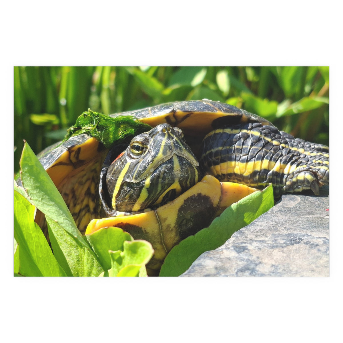 "Basking Beauty" Red-Eared Slider Premium Art Poster