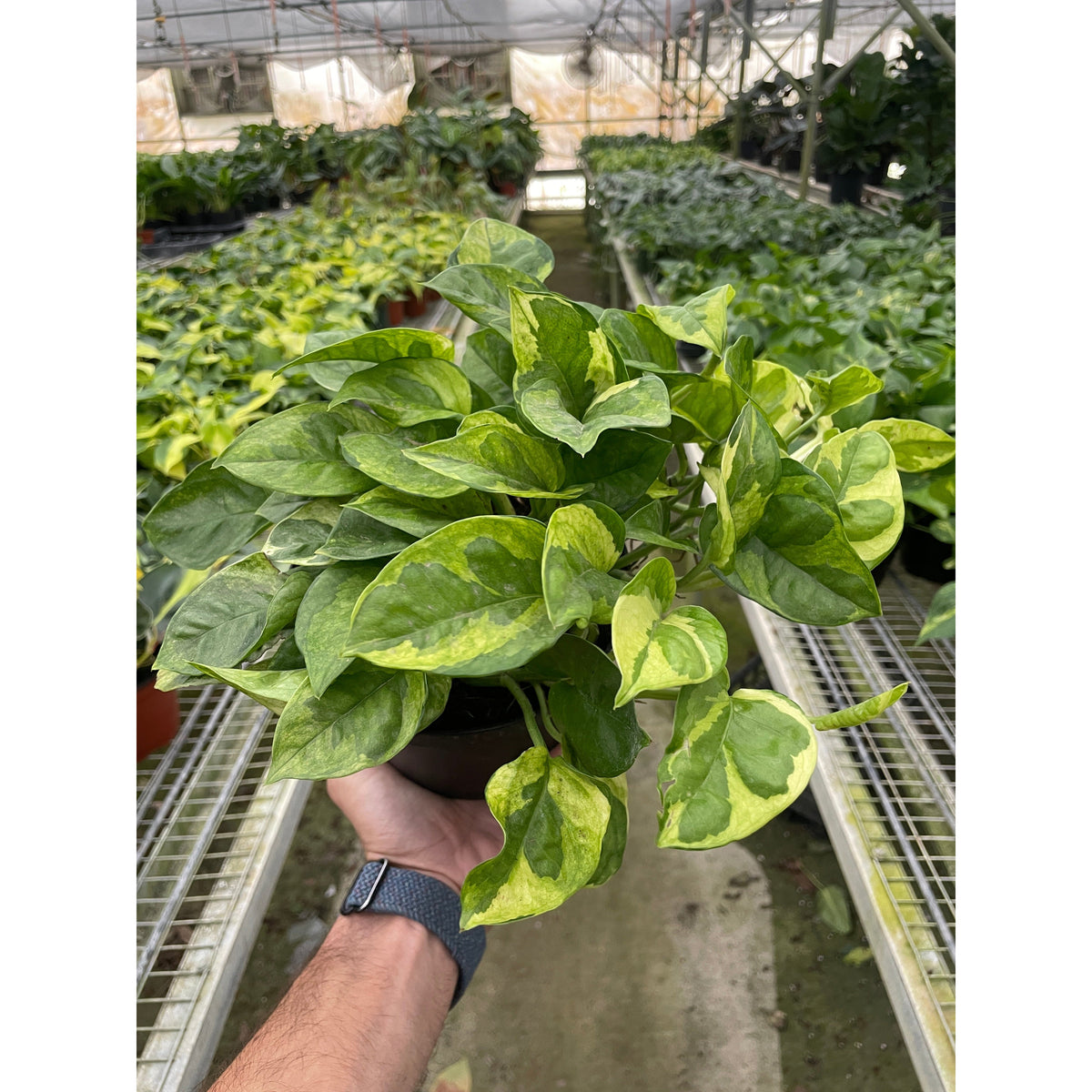 Lemon Meringue Pothos (Epipremnum aureum 'Lemon Meringue')
