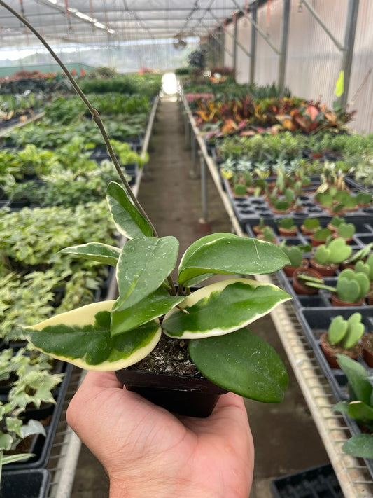 Tricolor Wax Plant (Hoya carnosa 'Tricolor')