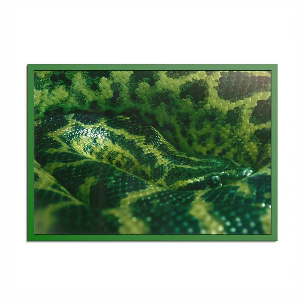 "Emerald Coils" Framed Fine Art Print