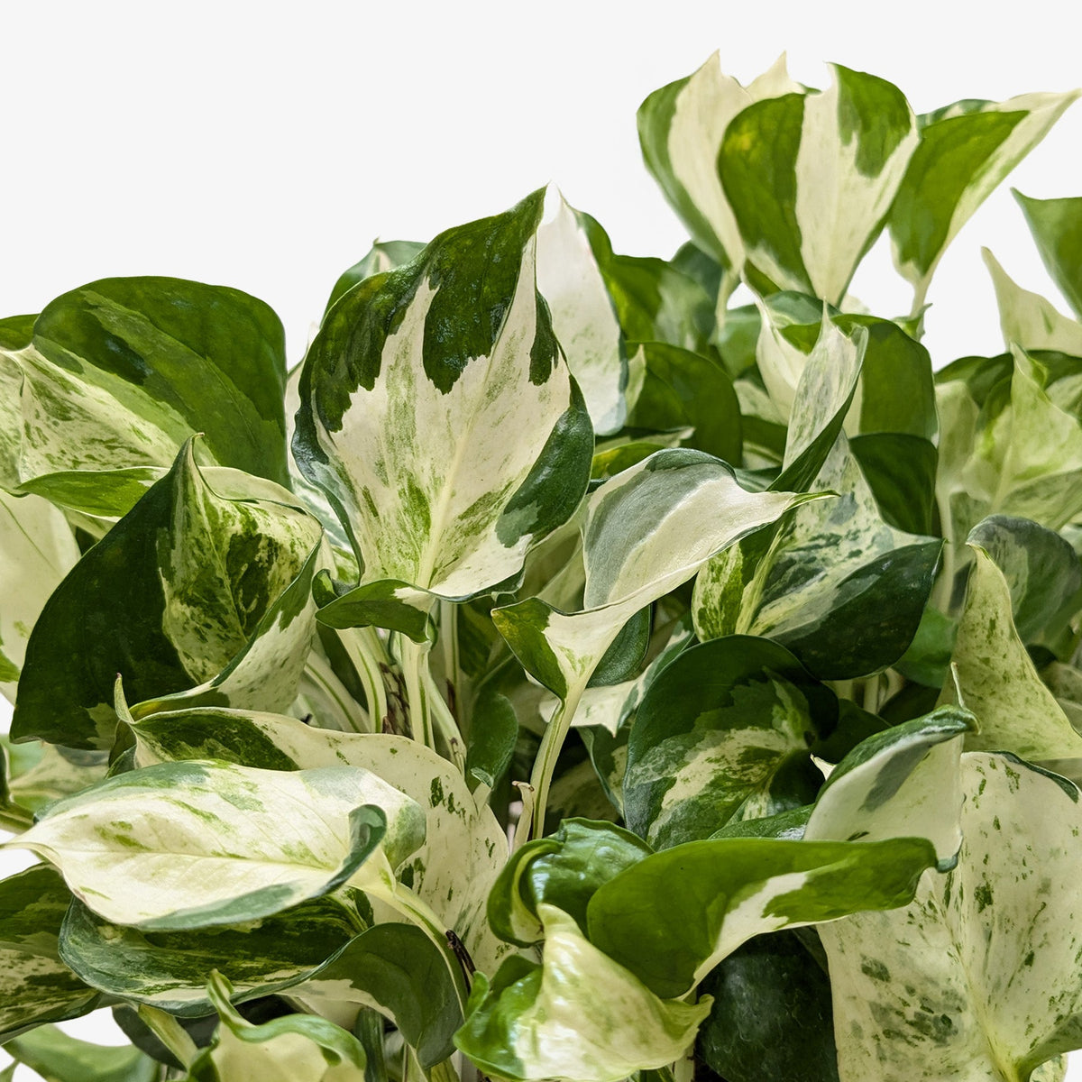 Manjula Pothos (Epipremnum aureum 'Manjula')
