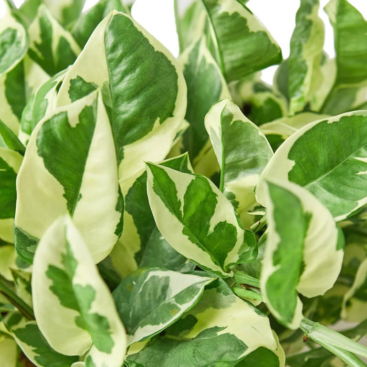 N'Joy Pothos (Epipremnum aureum 'N'Joy')