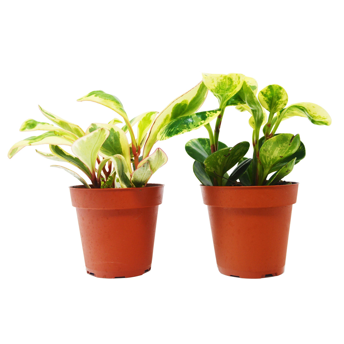 Baby Rubber Plant Variety Pack (Peperomia obtusifolia Duo in 4" Pots)