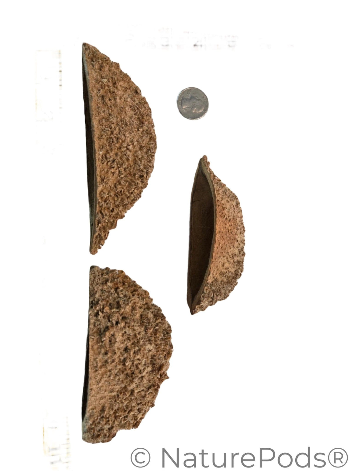 Natural Dried Bolsa Pastor Urchin Pods (Zeyheria montana)