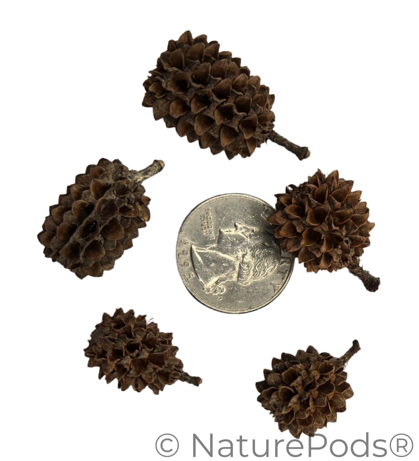 Natural Casuarina Cones (Casuarina sp.)