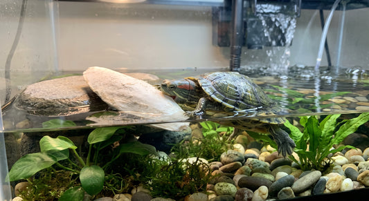 All-Natural Cuttlebone Combo Pack (6" & 10") | Reptile & Bioactive Calcium Supplement