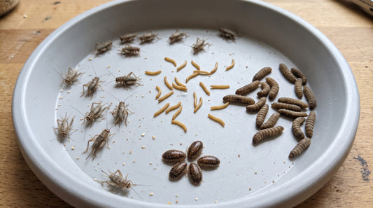 Jumping Spider Live Feeder Kit (Includes 2 Day Shipping)