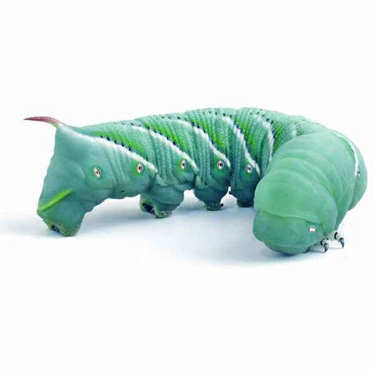 Live Hornworms (Includes 2 Day Shipping)